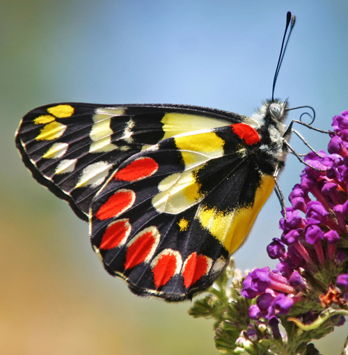 Red Spotted Jezebel Butterfly