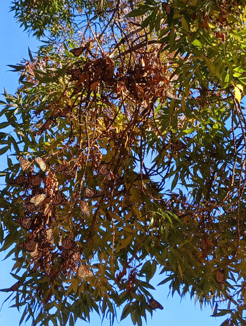 St Arnaud Monarch Butterflies Roosting